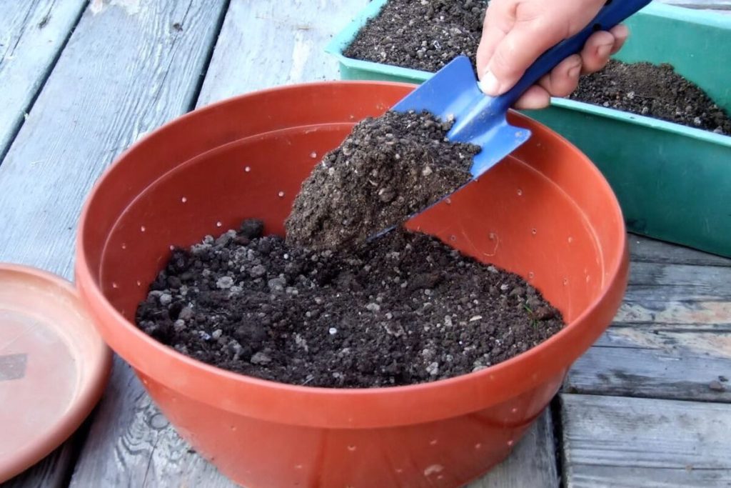 Det bästa alternativet är att använda krukor med dräneringshål och ett lätt och luftigt substrat