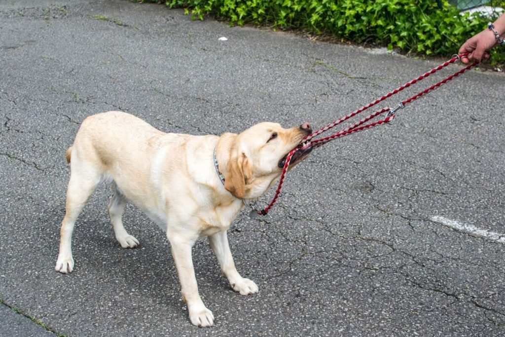 Hur du vet vad din hund känner